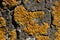 Wall Xanthoria lat. Xanthoria parietina is a lichen of the Telochistaceae family.