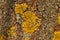Wall Xanthoria lat. Xanthoria parietina is a lichen of the Telochistaceae family, a species of the Xanthoria genus.