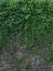 Wall in the yard with green foliage as a symbol of evergreen plant that matter in life