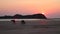 Wallabies eating from the beach sand at sunrise in Cape Hillsborough, Australia