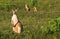 Wallabies in farmer`s field