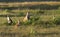 Wallabies in farmer`s field