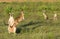 Wallabies in farmer`s field