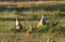 Wallabies in farmer`s field near Kakadu