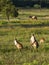 Wallabies in farmer`s field near Kakadu