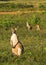 Wallabies in farmers field