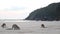 Wallabies and kangaroos eating from the beach sand. Cape Hillsborough, Australia