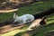 Wallabies lying around in a zoo enclosure