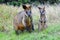 Wallabies into the wild. Cape Byron. New South Wales. Australia