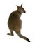 Wallaby