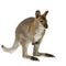 Wallaby