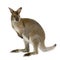 Wallaby