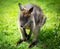 Wallaby