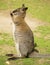 Wallaby