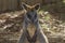 Wallaby in the Australian outback