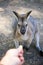 Wallaby carefully looks at nursing hand. Feed kangaroo with your hands.