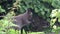 Wallaby cleans his face