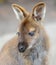 Wallaby close-up portrait, Australia