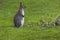 Wallaby on a Farm over green background.