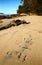 Wallaby footprints on sandy beach