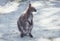 Wallaby hanging around the park in vintage setting