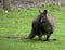 Wallaby at Healesville Sanctuary, near Melbourne, Australia.