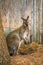 Wallaby hiding behind a tree in an enclosure at the John Ball Zoo in Grand Rapids Michigan