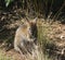 Wallaby Joey, Australia