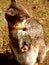 Wallaby with joey in her pouch