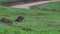 Wallaby jumping in slow motion away in Mission Beach Queensland, Australia.