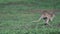 Wallaby jumps away in slow motion in Mission Beach, Australia