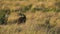 Wallaby, Macropus Protemnodon, eating grass at sunset in Australia