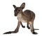 Wallaby, Macropus robustus, 3 months old