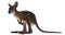 Wallaby, Macropus robustus, 3 months old