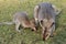 Wallaby Mother and Baby