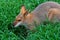 Wallaby- Profile of a Whiptail Wallaby