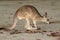 Wallaby on Sand