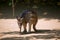 A wallaby seen in the garden