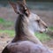 A wallaby is a small or middle-sized macropod