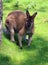 A wallaby is a small or middle-sized macropod native to Australia