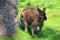 A wallaby is a small or middle-sized macropod native to Australia