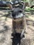 Wallaby spotted