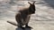 Wallaby standing facing towards front cleaning hands and face