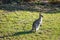 Wallaby at sunrise in Agnes Water