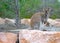 Wallaby in Tasmania, Australia