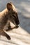 Wallaby washing hands in soft muted light portrait