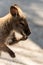 Wallaby washing hands in soft muted light portrait