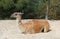 Wallaby in the wild park Natura Viva, Bussolengo, Italy