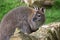 Wallaby wildlife Diprotodontia Macropoidae in sunlgiht in woodland with yound joey in pouch