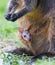 Wallaby with a young joey